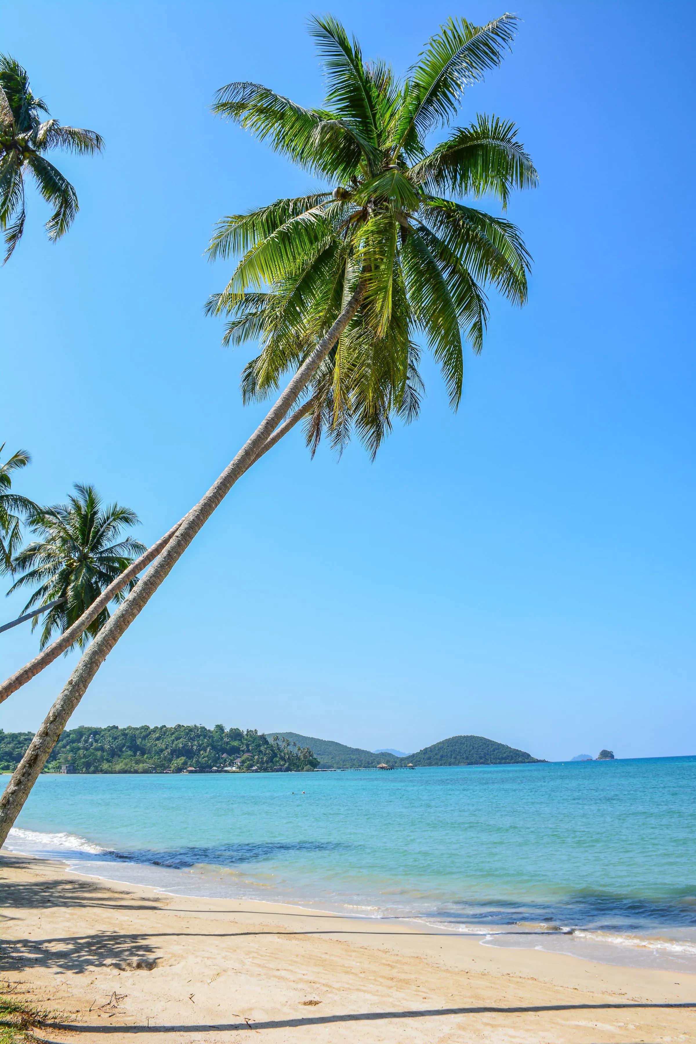 Leaning palm over a quiet beach